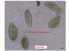 Diapositive33